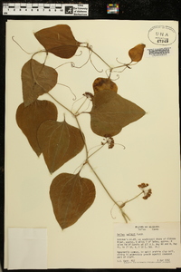 Smilax walteri image