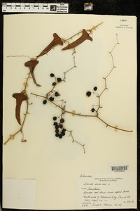 Smilax bona-nox image