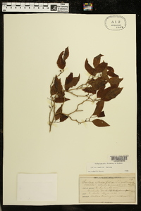 Smilax smallii image