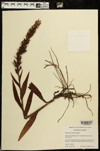 Habenaria repens image