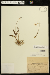 Epidendrum magnoliae image