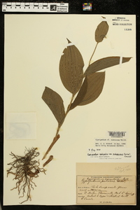 Cypripedium parviflorum var. pubescens image