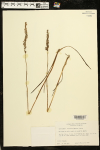 Spiranthes vernalis image