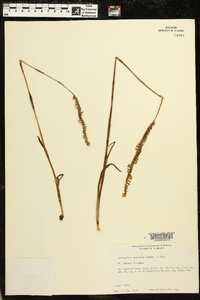 Spiranthes vernalis image