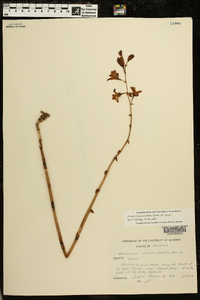 Hexalectris spicata var. spicata image