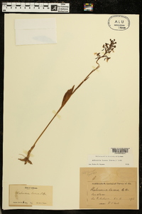 Platanthera lacera image