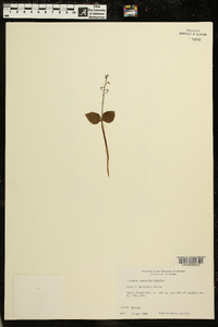 Listera australis image