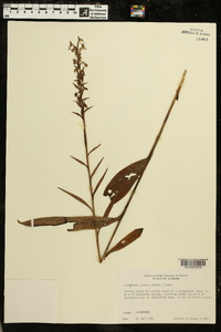 Platanthera lacera image