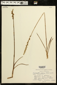 Spiranthes praecox image