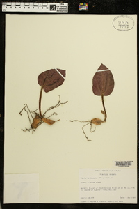 Tipularia discolor image