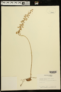 Tipularia discolor image