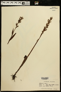 Habenaria repens image