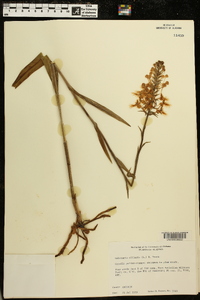 Platanthera ciliaris image