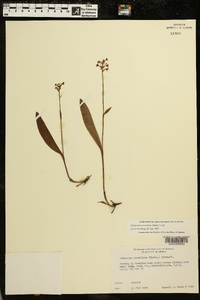 Platanthera clavellata image