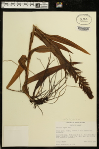 Habenaria repens image