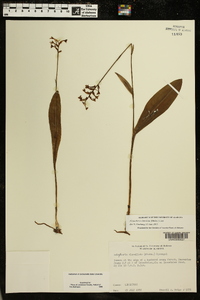 Platanthera clavellata image