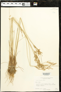 Juncus secundus image