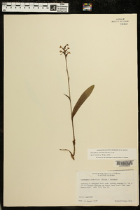 Platanthera clavellata image