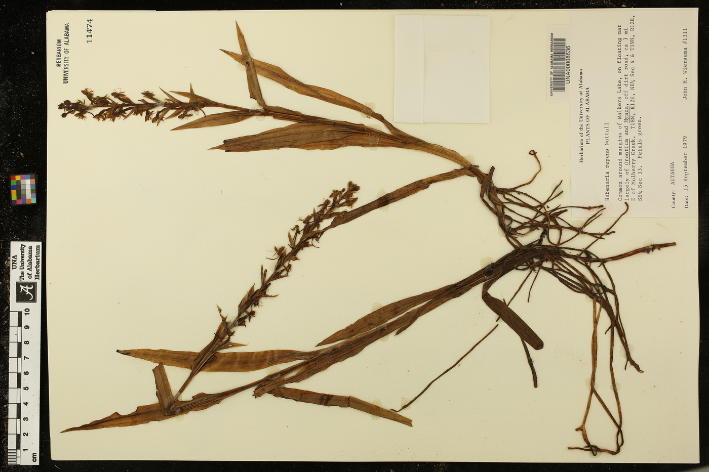 Habenaria repens image