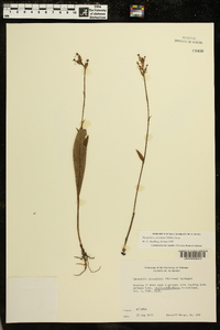 Platanthera clavellata image