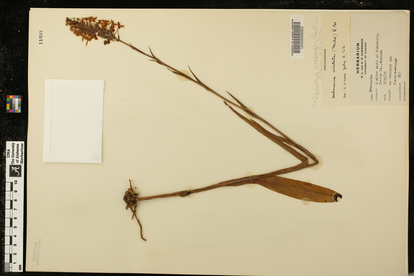 Platanthera chapmanii image