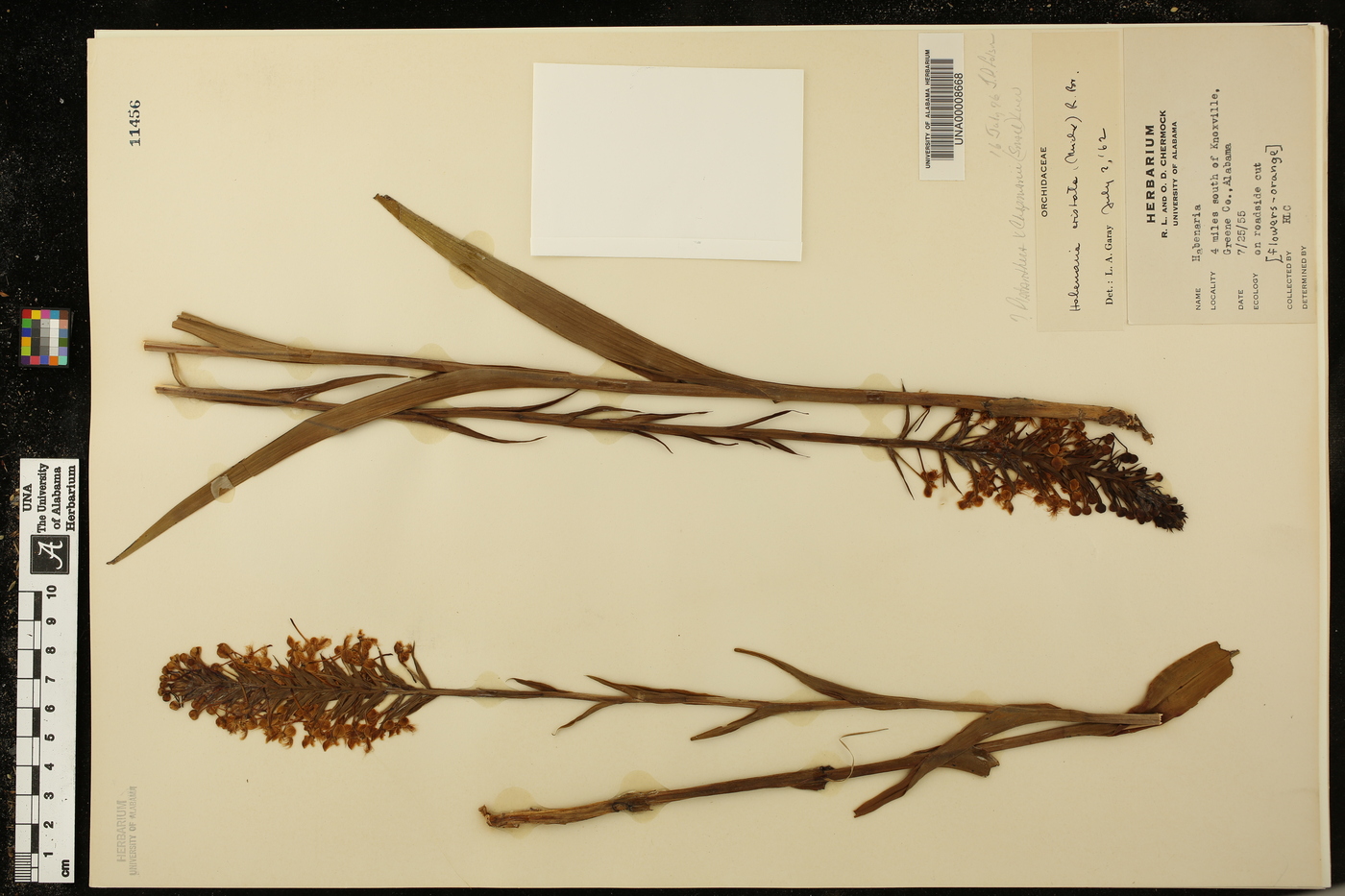 Platanthera chapmanii image