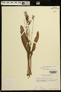 Platanthera clavellata image