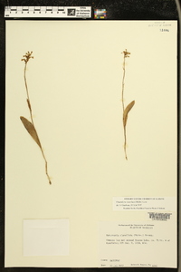 Platanthera clavellata image