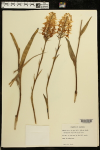 Platanthera ciliaris image