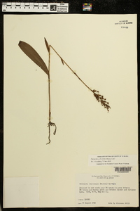 Platanthera clavellata image