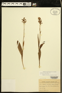 Platanthera clavellata image