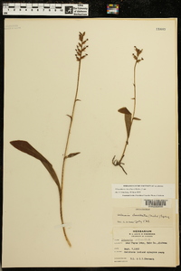 Platanthera clavellata image