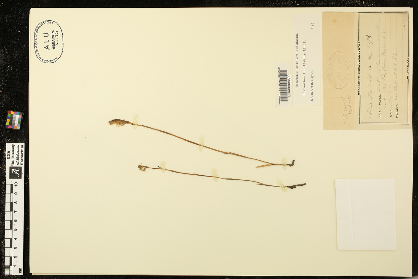 Spiranthes longilabris image