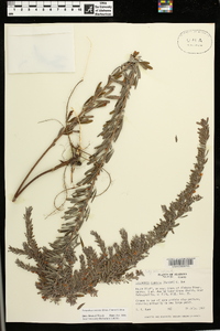 Lespedeza cuneata image