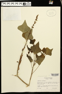 Erythrina herbacea image