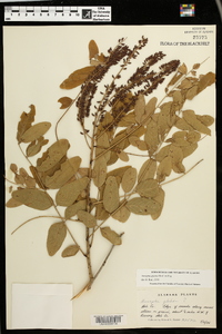 Amorpha glabra image