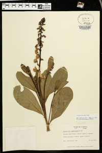 Crotalaria spectabilis image