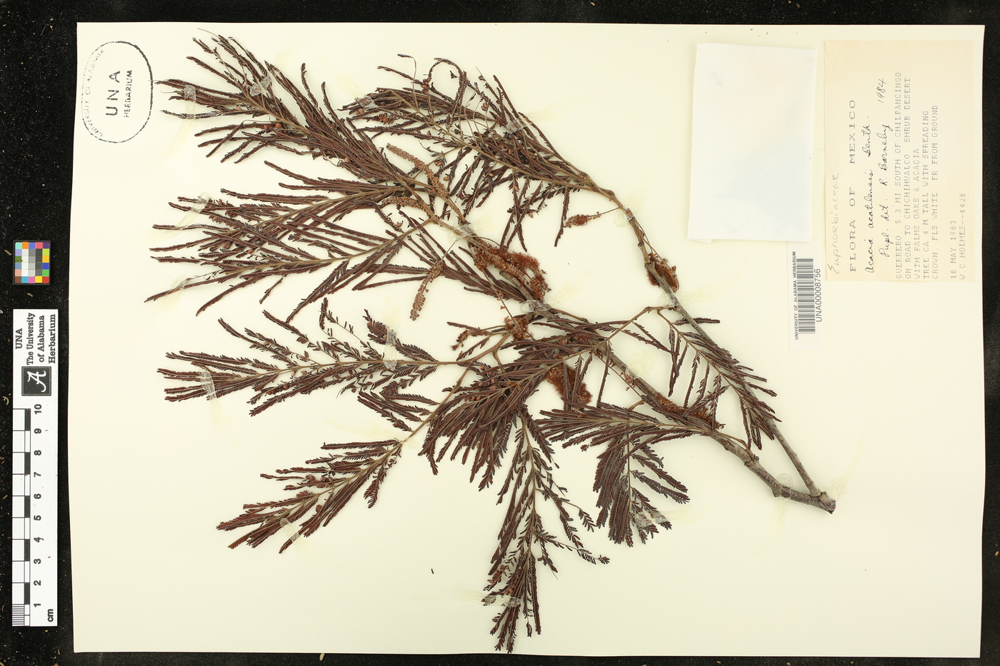 Acacia acatlensis image