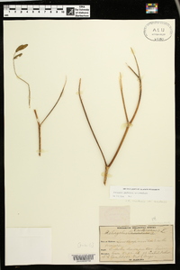 Astragalus canadensis var. canadensis image