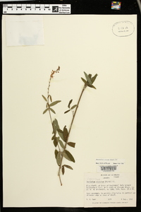 Desmodium strictum image