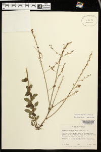 Desmodium ciliare image