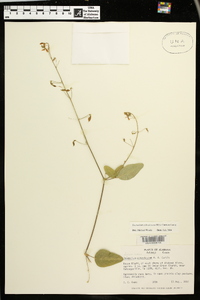 Desmodium ochroleucum image