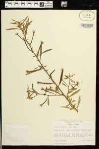 Ludwigia leptocarpa image