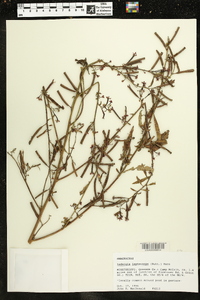 Ludwigia leptocarpa image