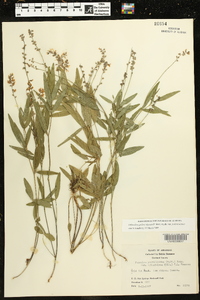 Orbexilum pedunculatum var. pedunculatum image