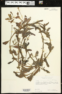 Ludwigia inclinata image