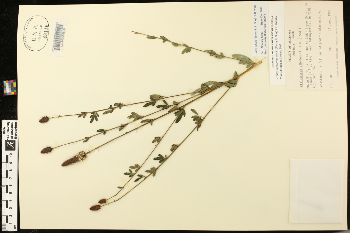 Dalea albida image