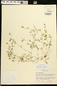 Vicia lathyroides image