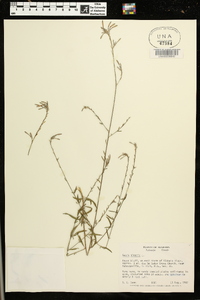 Oenothera gaura image