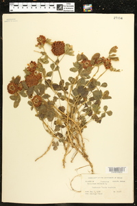 Trifolium reflexum image